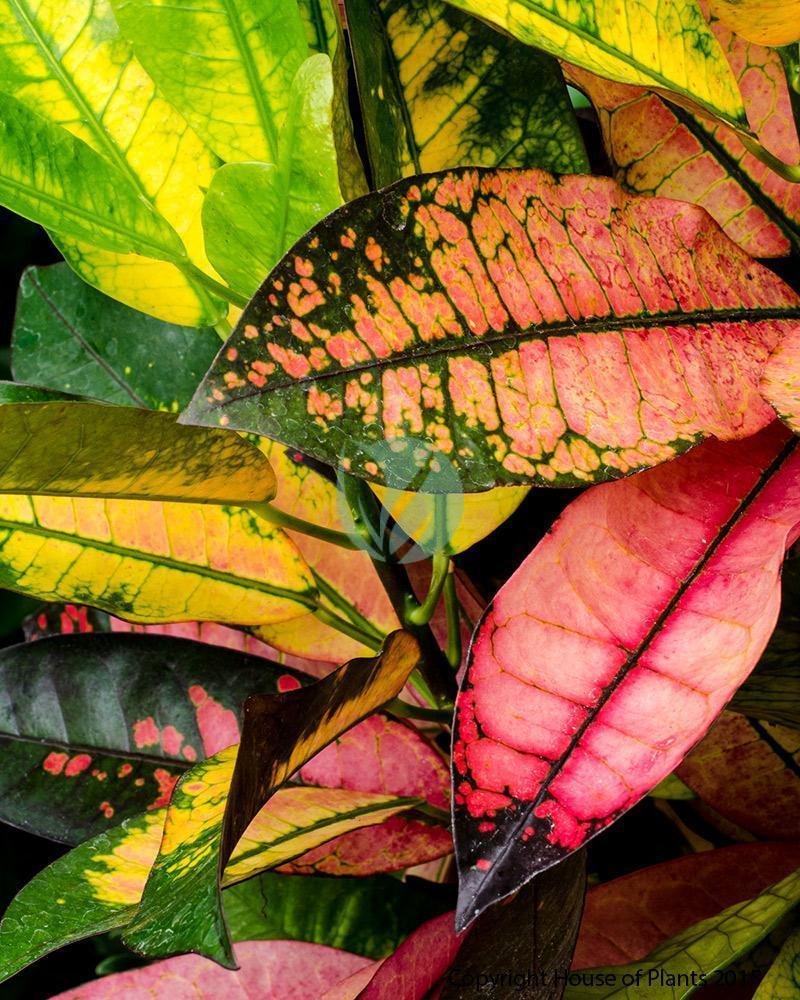 Codiaeum-iceton-maroc-clorofila-3