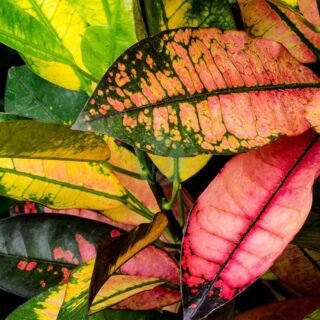 Pachira aquatica – Image 4