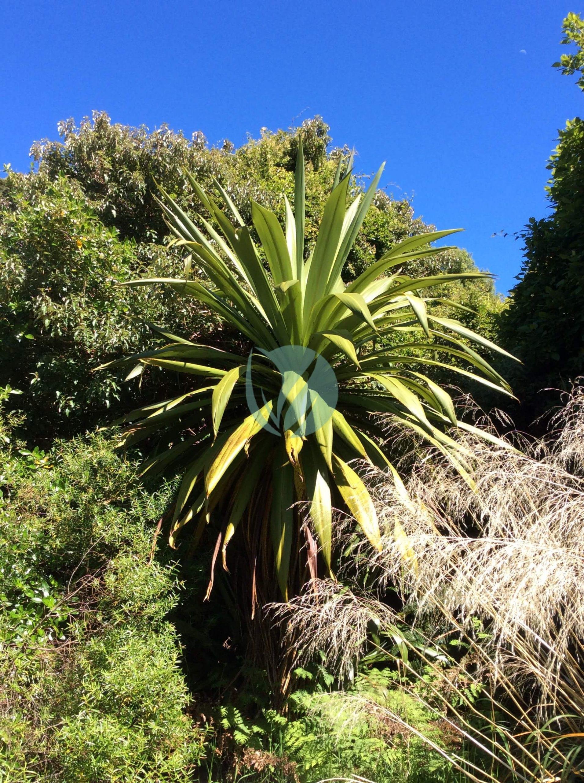 Cordyline_indivisa_Hinewai_New_Zealand-scaled-1-3