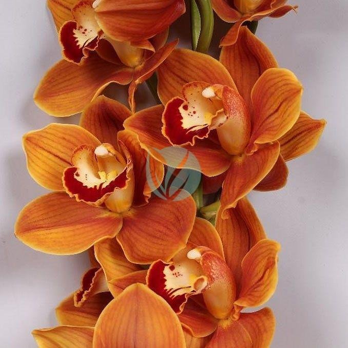 Cymbidium-clorofila-3