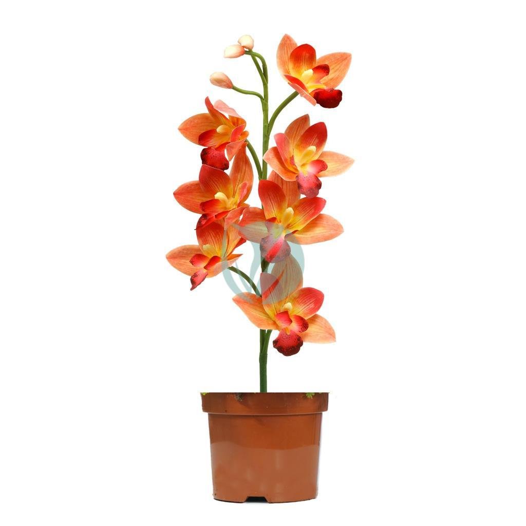 Cymbidium-maroc-clorofila-3