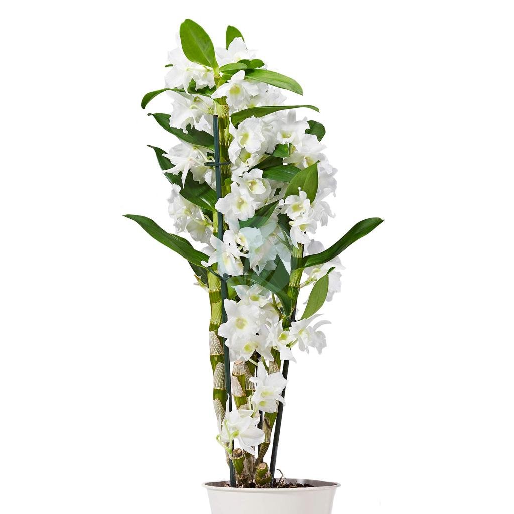 Dendrobium-maroc-clorofila-3