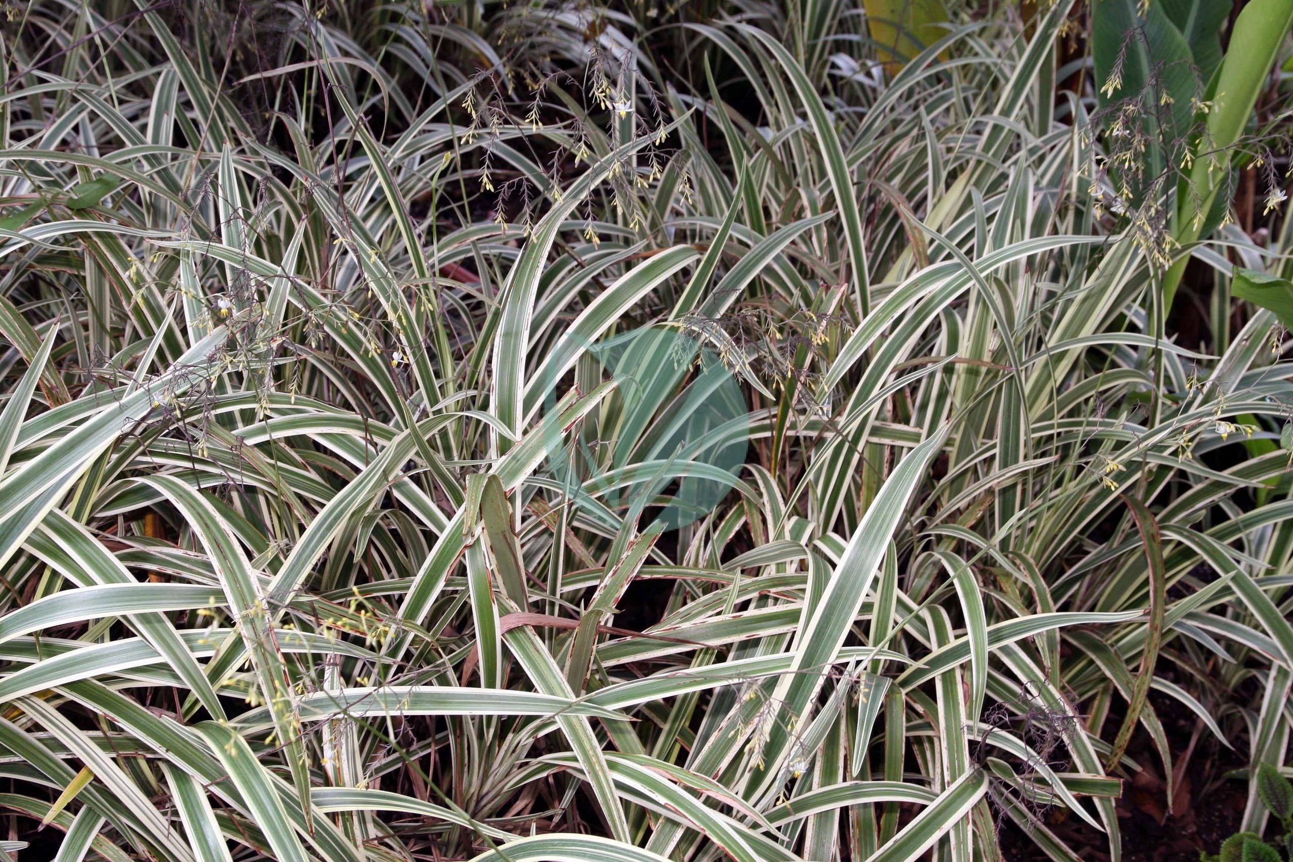 Dianella_tasmanica_var._variegata_1zz-scaled-1-3