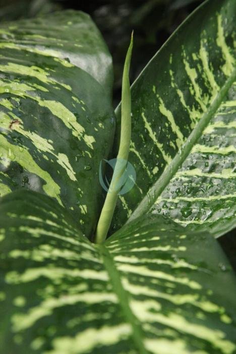 Dieffenbachia-maroc-3
