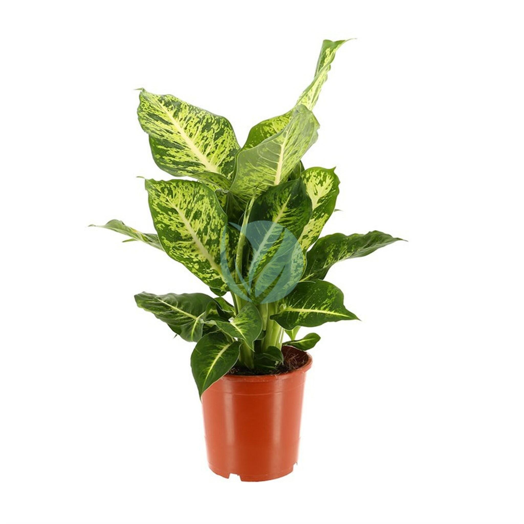 Dieffenbachia-maroc-clorofila-3