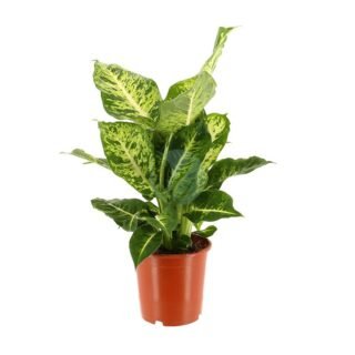 Syngonium - الصورة 3