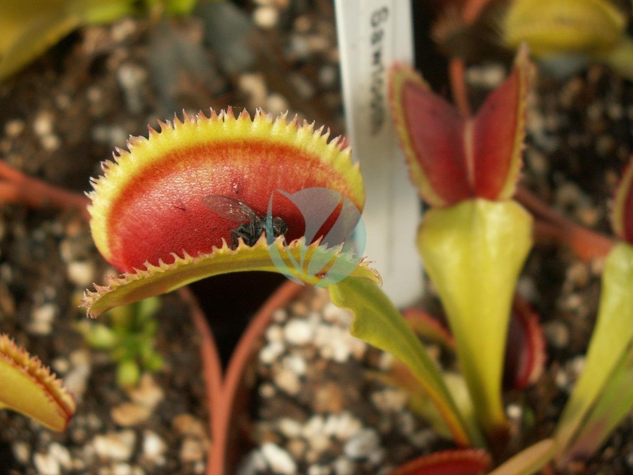 Dionaea-muscipula-attrape-mouche-clorofila-maroc-3