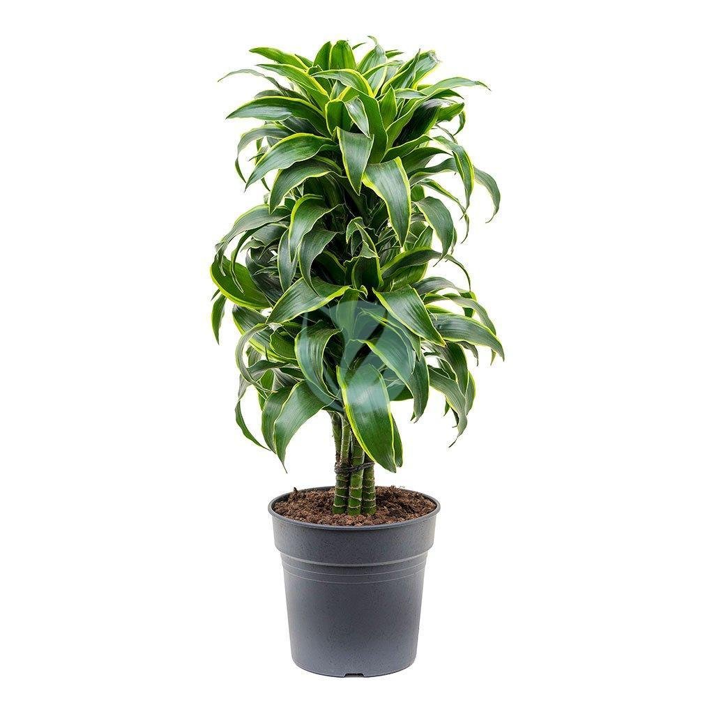 Dracaena-Dorado-maroc-clorofila-3