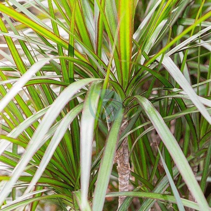 Dracaena-Marginata-maroc-3