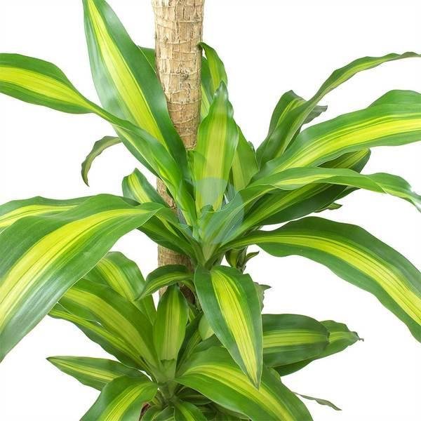 Dracaena-Massangeana-maroc-3