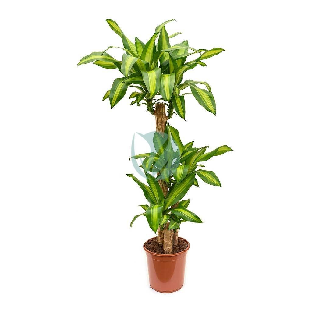 Dracaena-Massangeana-maroc-clorofila-3