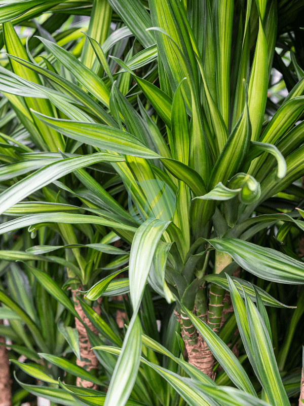 Dracaena-Rikki-maroc-3