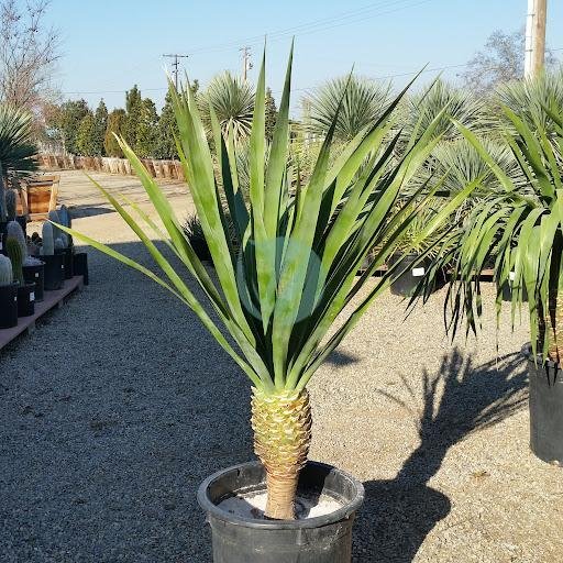 Dracaena-draco-maroc-clorofila-3