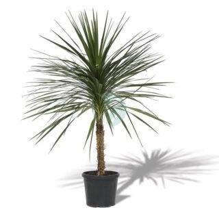 Yucca gloriosa (touffe) – Image 4
