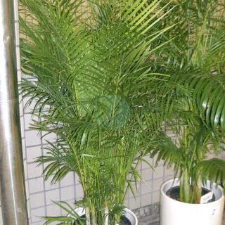 Archontophoenix alexandrae - الصورة 5