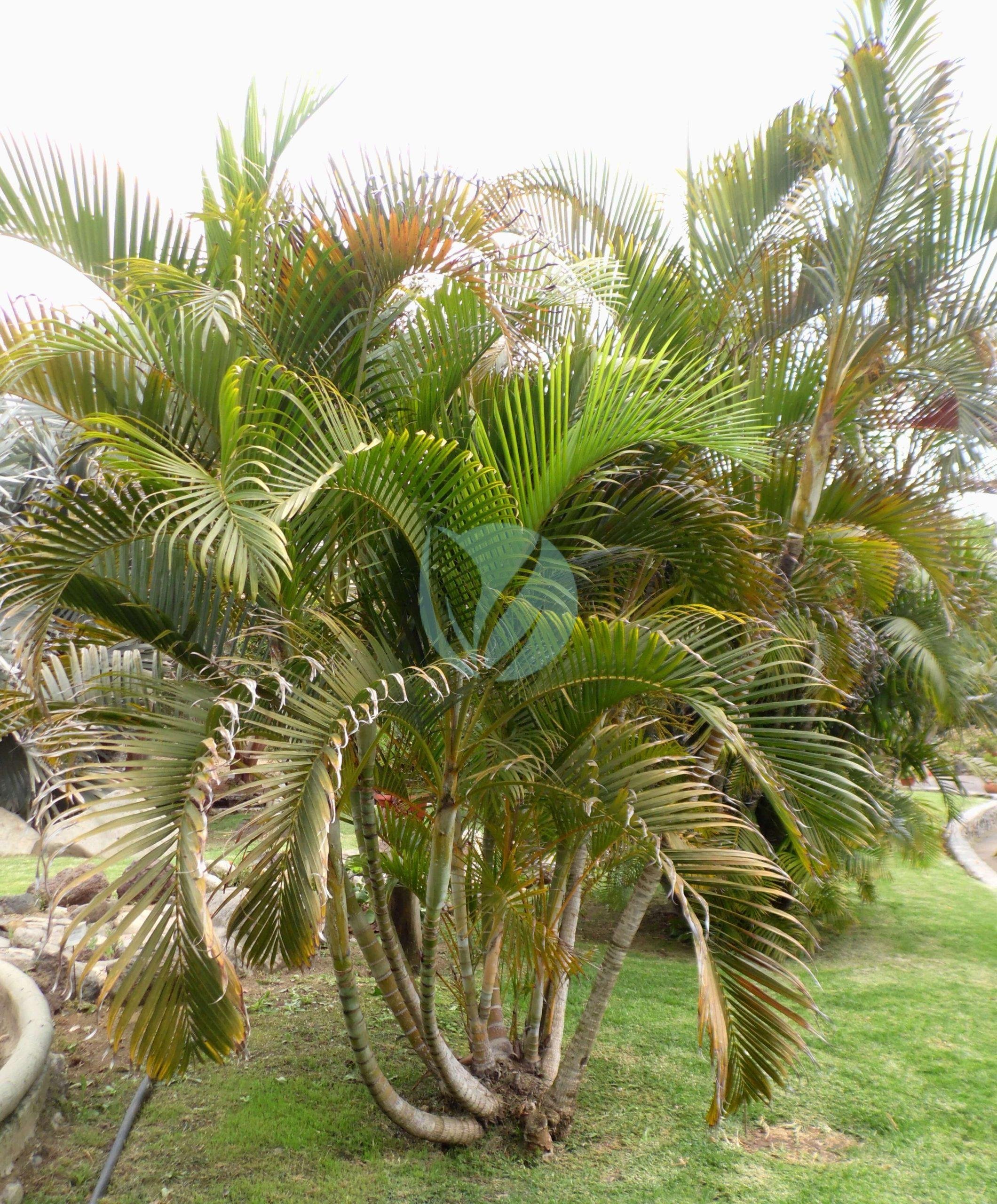 Dypsis lutescens (areca) - الصورة 3