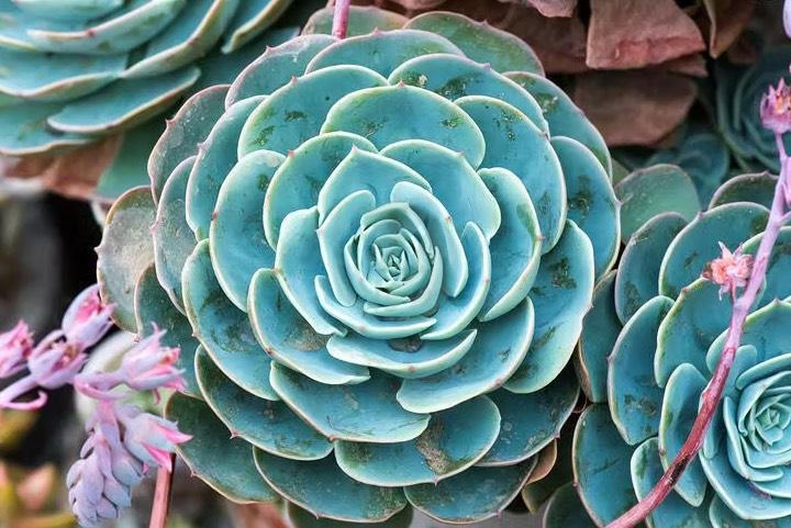 Echeveria-2