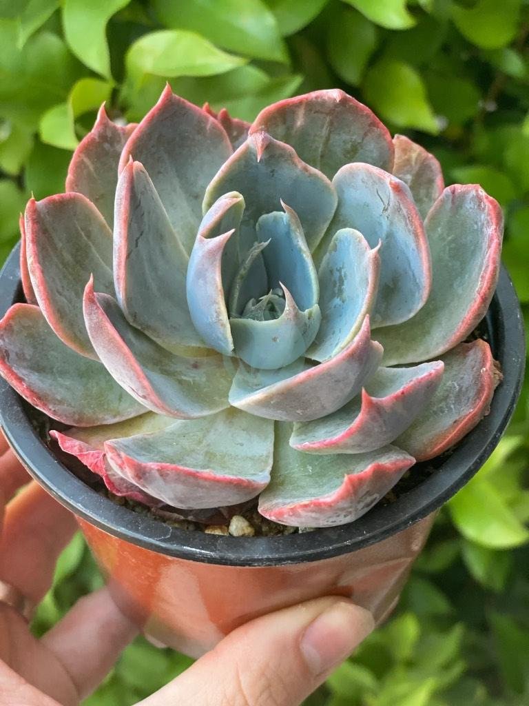 Echeveria-maroc-2