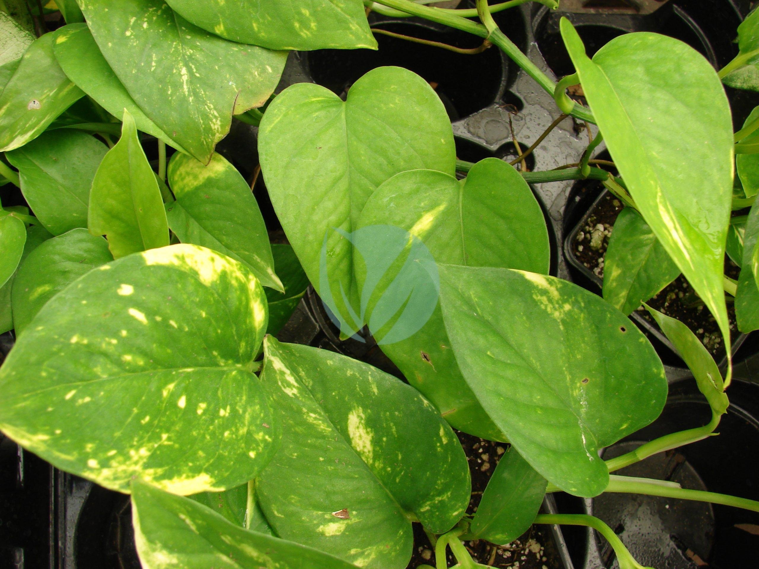 Epipremnum-pinnatum-suspendu-clorofila-scaled-1-3