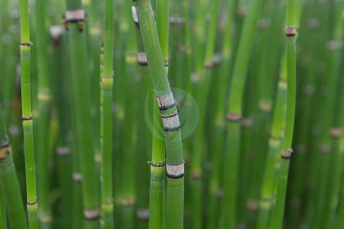 Equisetum-hyemale-prele-hiver-3
