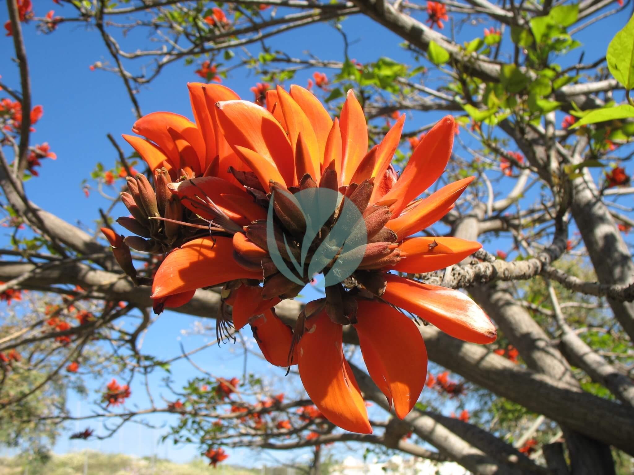 Erythrina_Caffra_flower