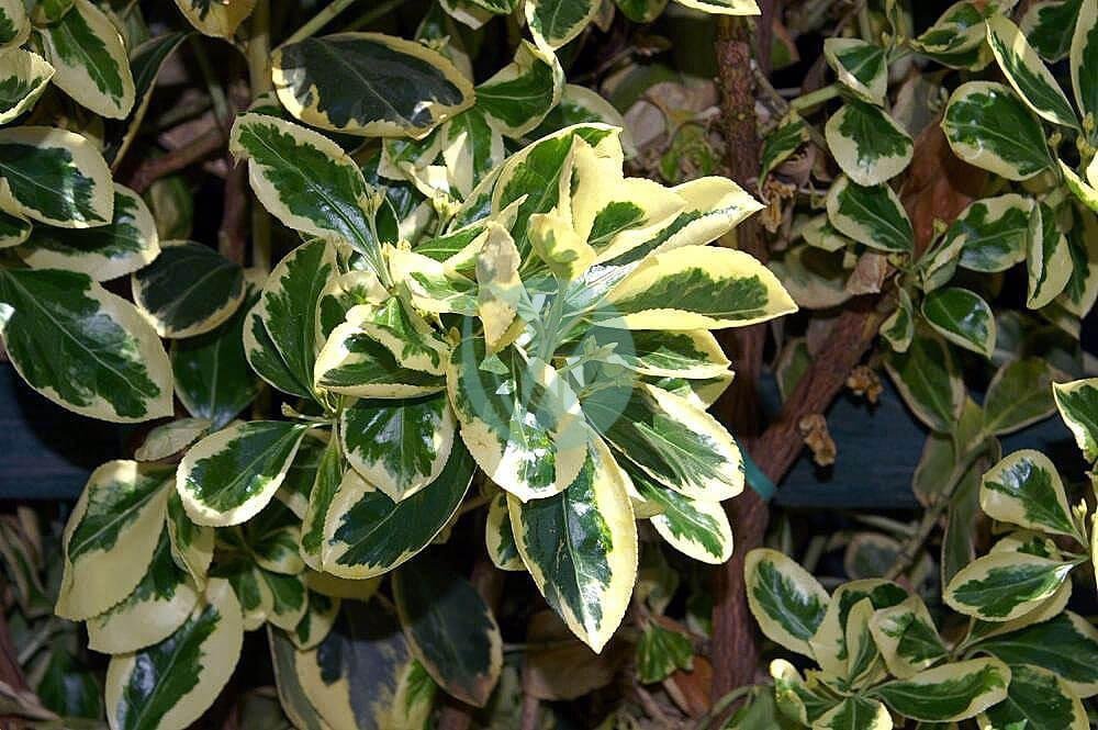 Euonymus_japonicus_Silver_King_0zz-1