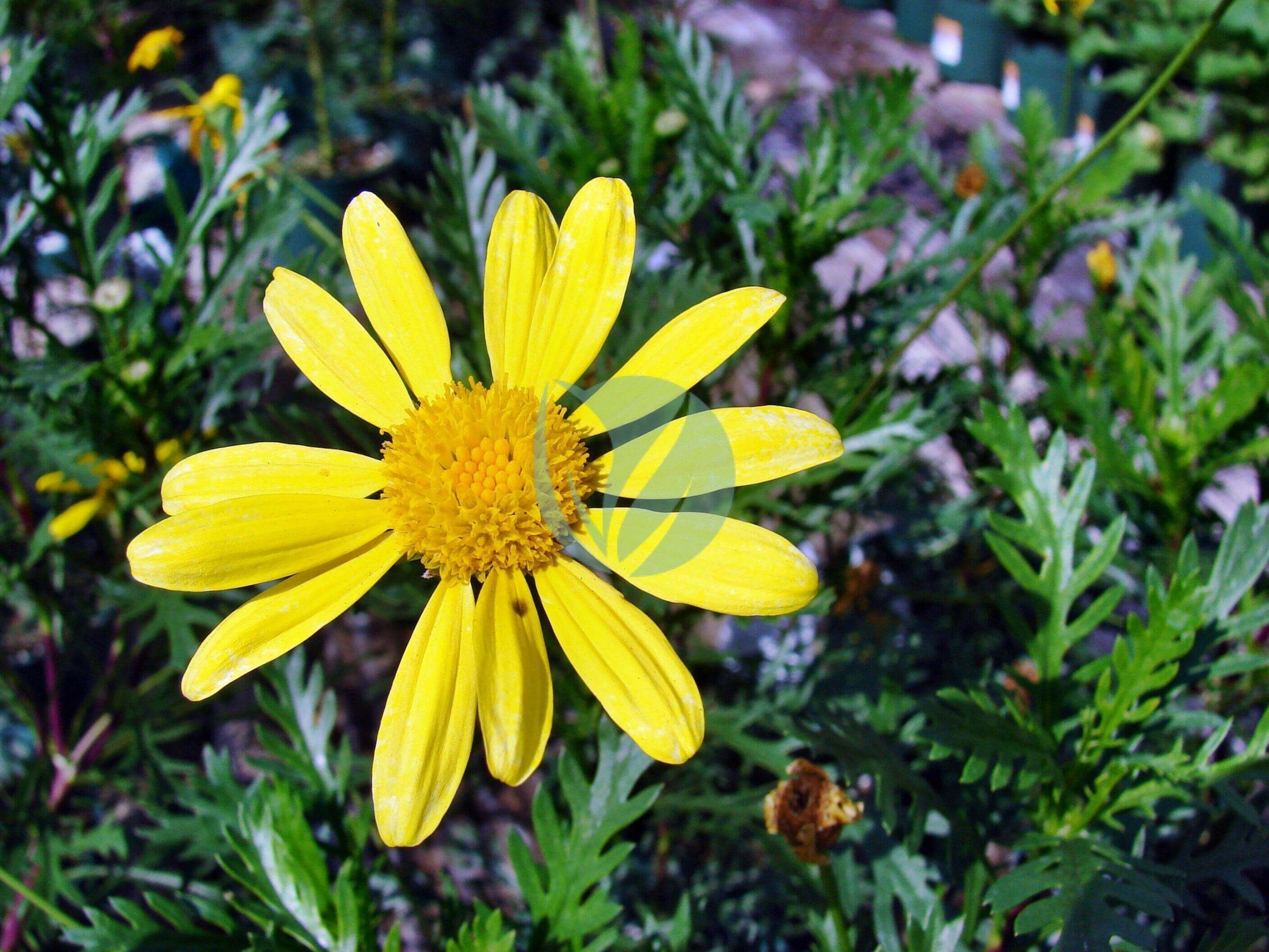 Euryops_pectinatus03-scaled-1