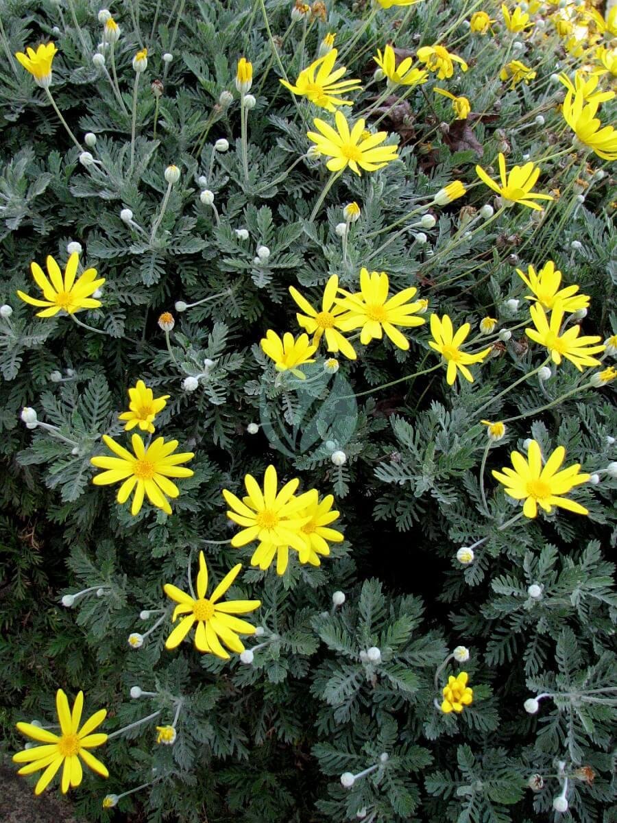 Euryops_pectinatus_hortulus_001