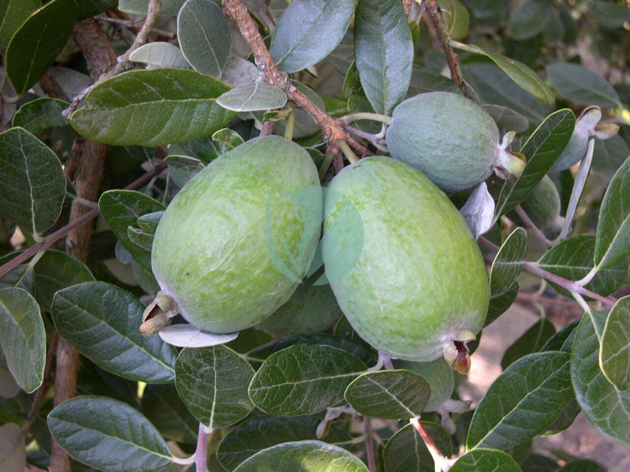 Feijoa-feijoa-sellowiana-maroc-3