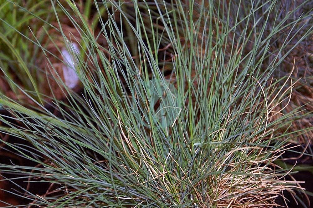 Festuca_ovina_glauca_Elijah_Blue_0zz-3