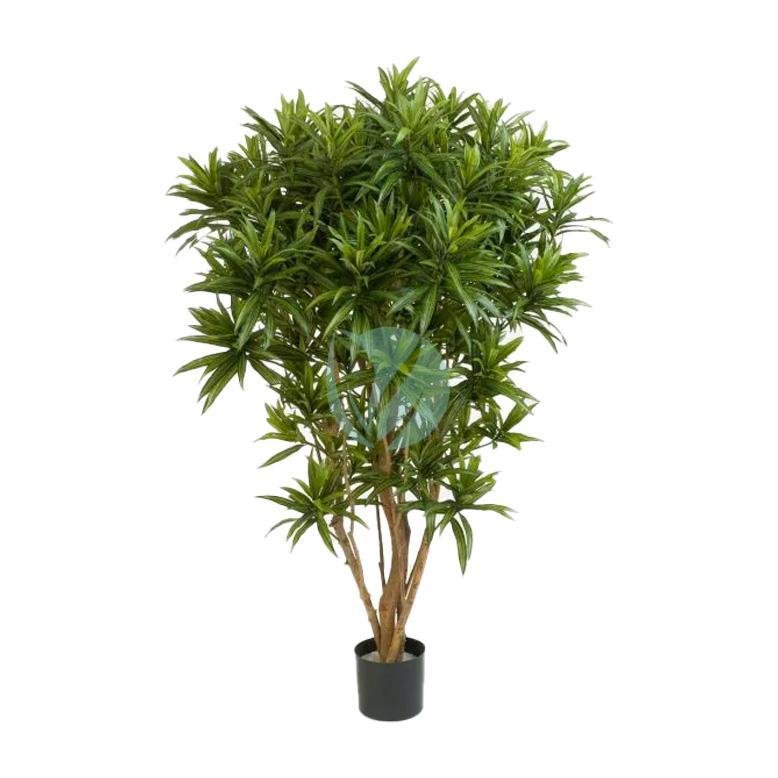 Ficus-elastica-maroc-3