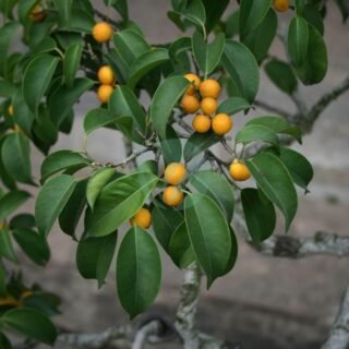 Citrus hystrix (Citronnier combava) - الصورة 3