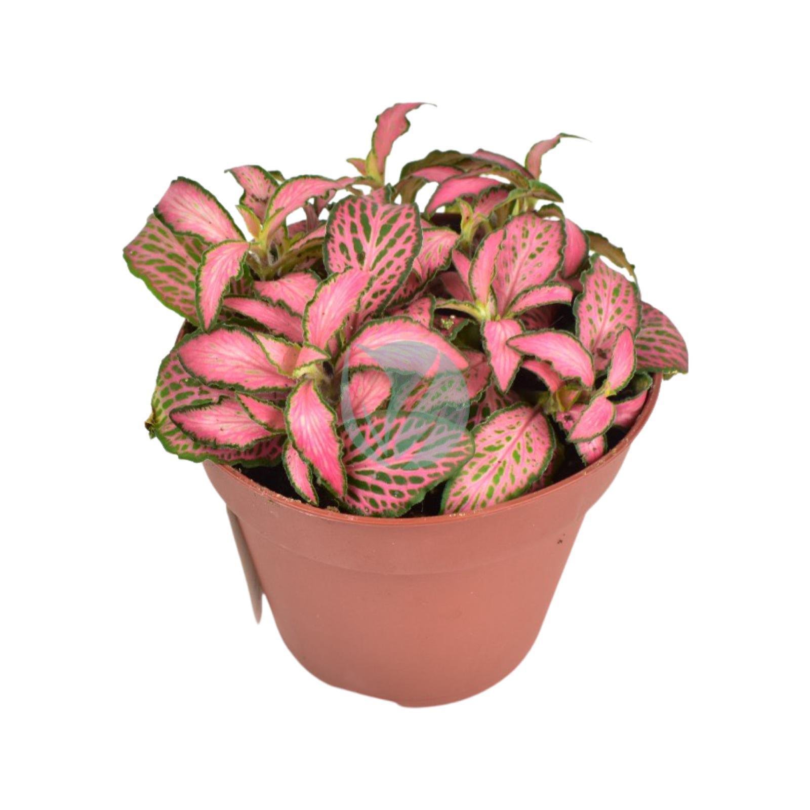Fittonia-verschaffeltii-maroc-clorofila-3
