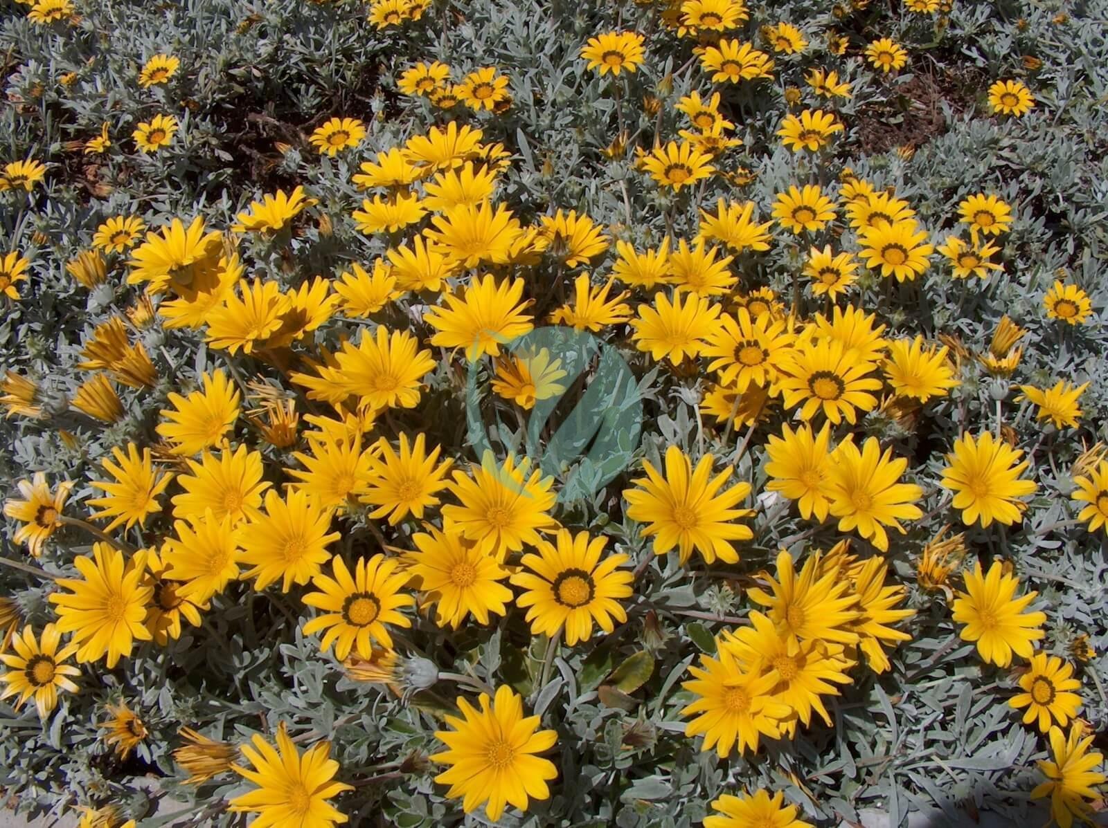 Gazania_longiscapa