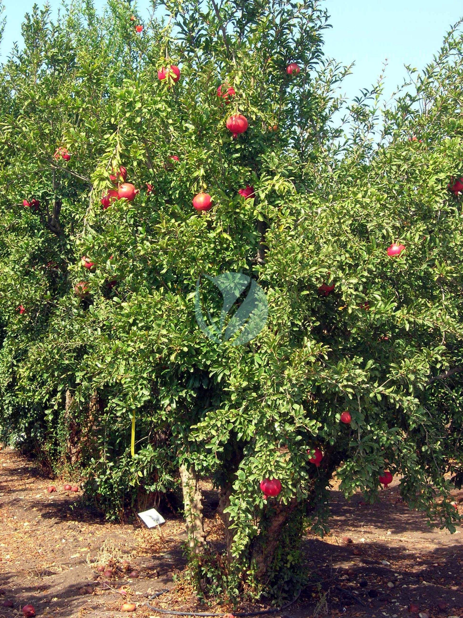 Grenadier-scaled-1-1