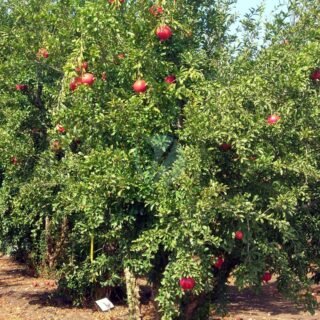 Pistacia vera (pistachier vrai) - الصورة 4