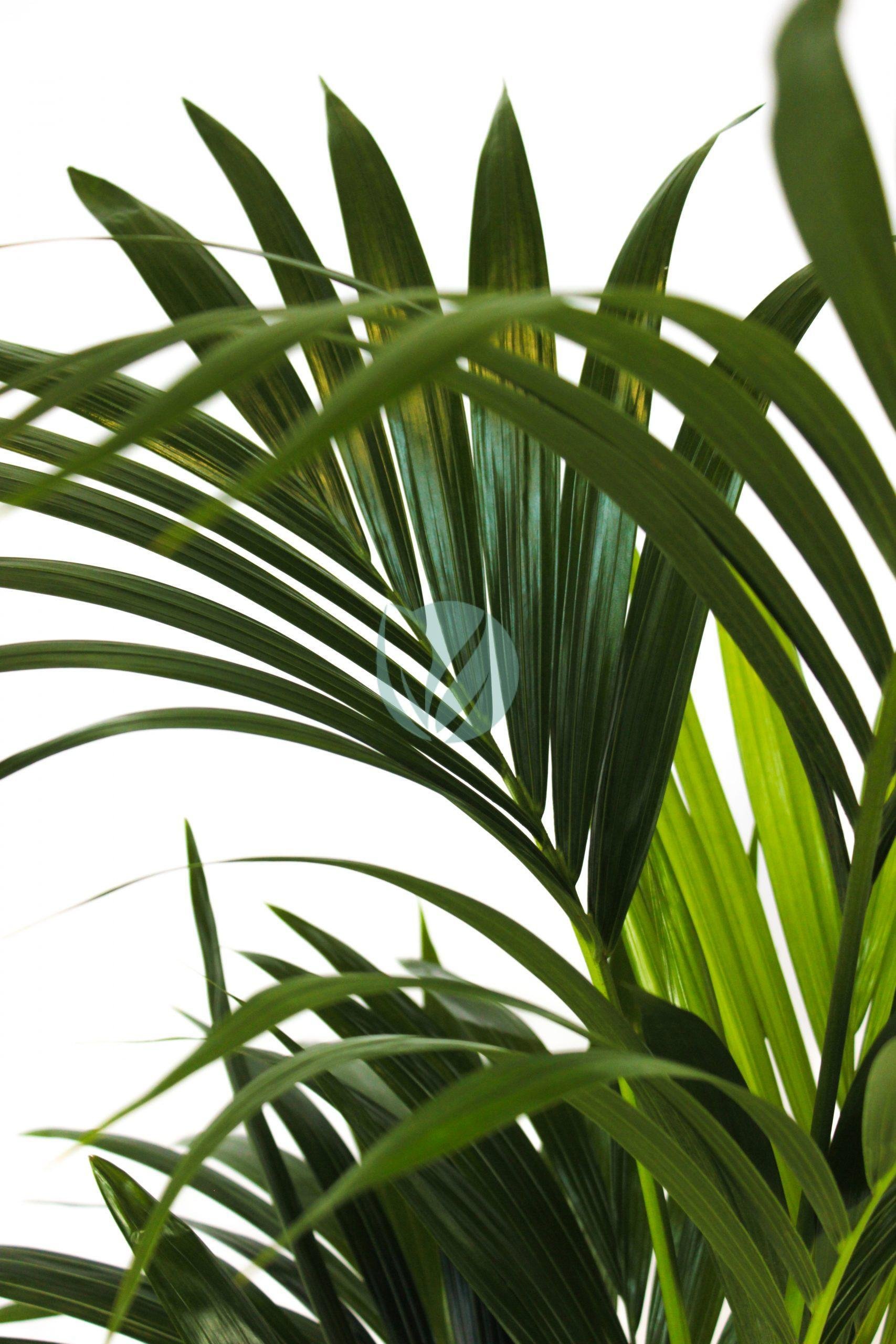 Howea-forsteriana-clorofila-3