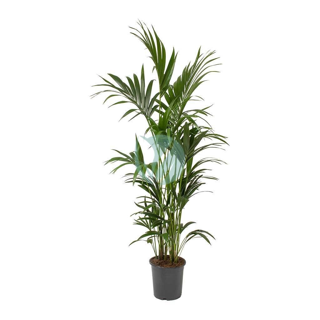 Howea-forsteriana-kentia-maroc-clorofila-1-3