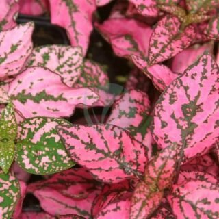 Osteospermum - الصورة 3