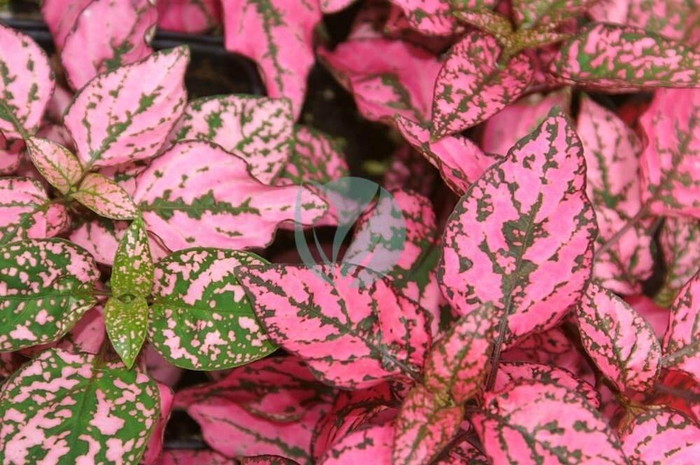 Hypoestes_phyllostachya_Rose_Splash_Select_0zz