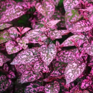 Osteospermum - الصورة 4