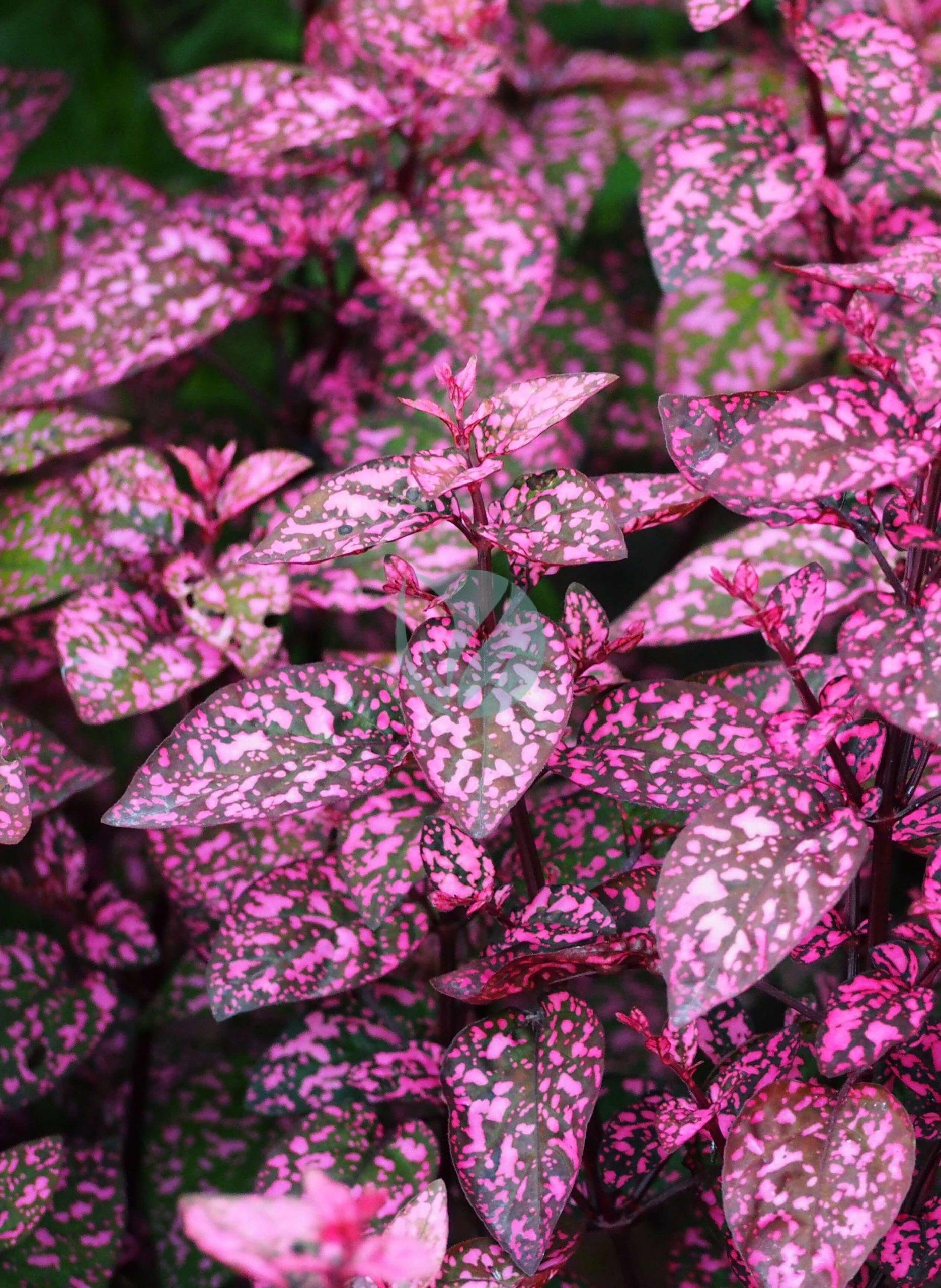 Hypoestes_phyllostachya_White_Splash_Niedospian_ognisty_2017-10-15_01-scaled-1