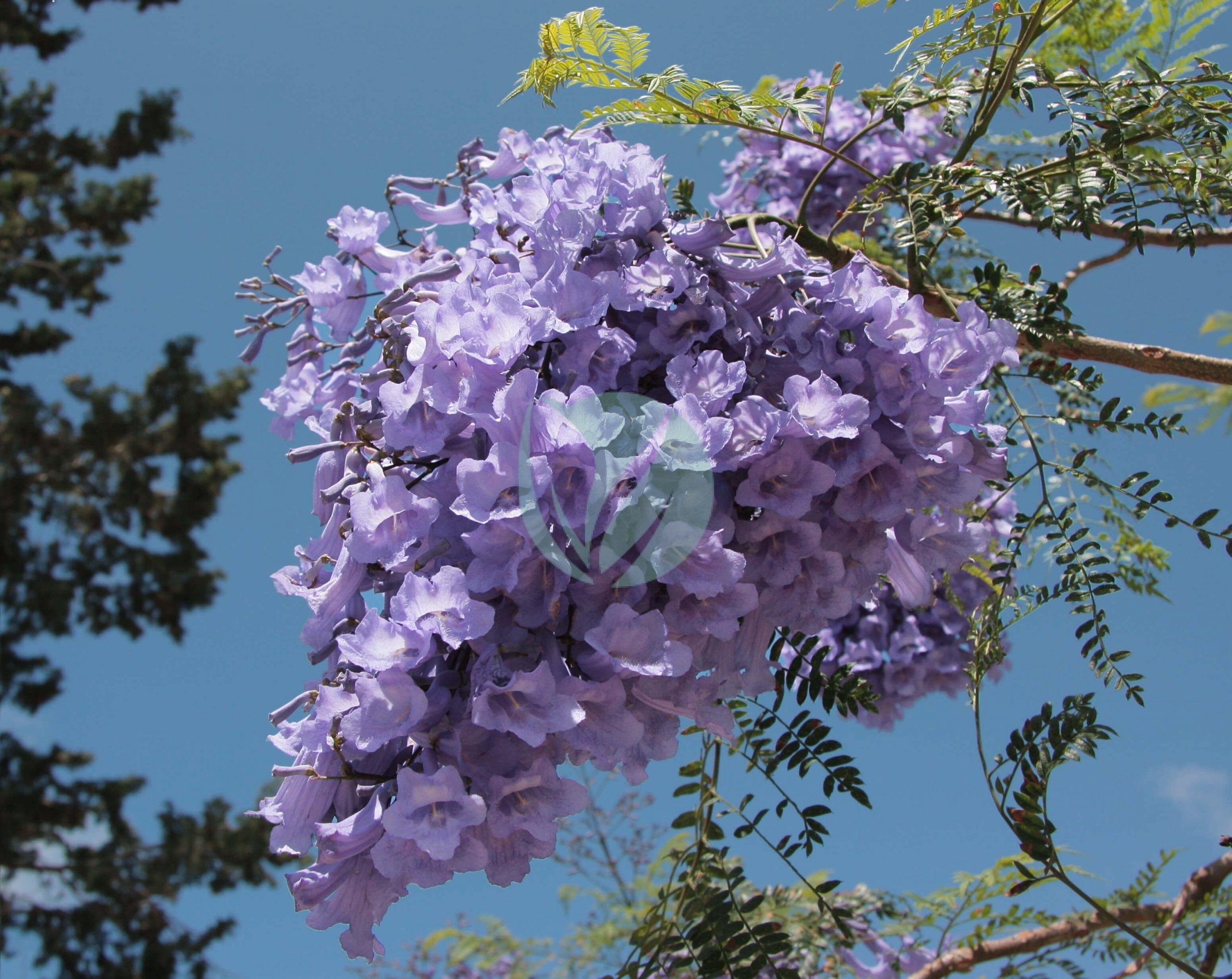 Jacaranda_mimosifolia_5334-scaled-1-1