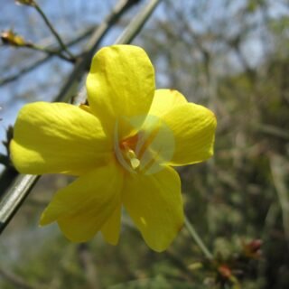 Cestrum nocturnum (galant de nuit) – Image 3