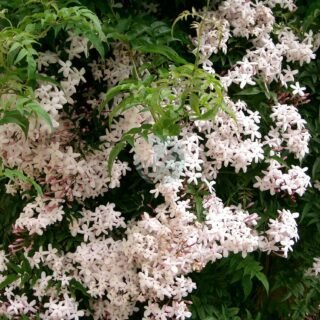 Pyrostegia venusta (liane corail) - الصورة 4