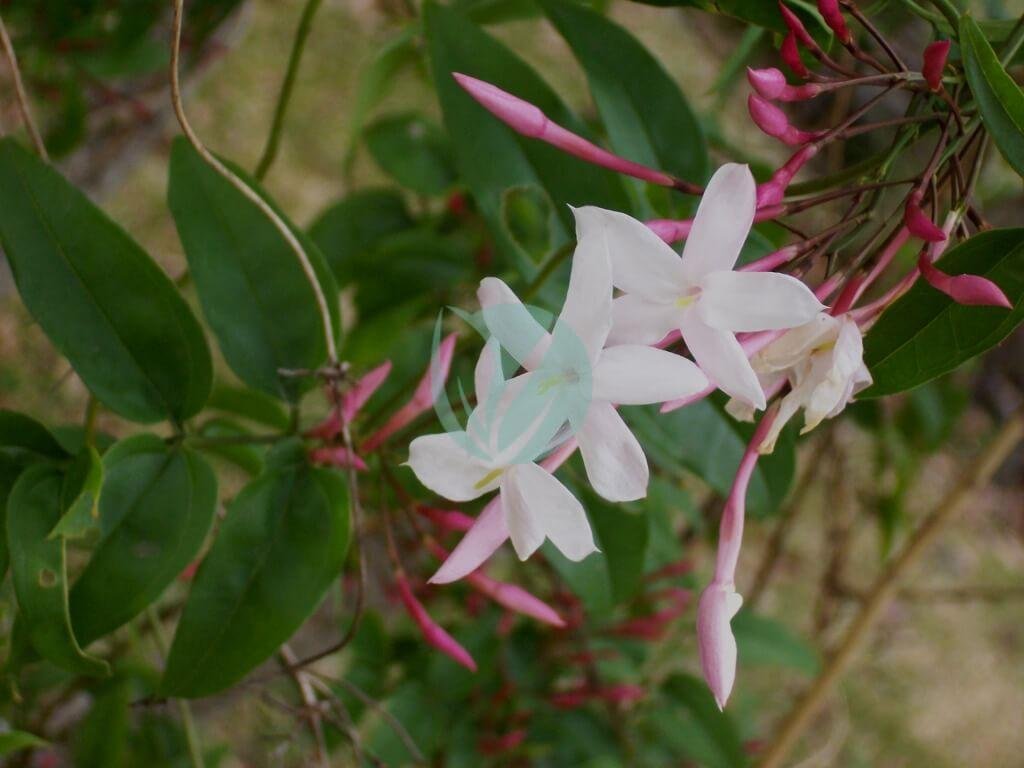 Jasminum_polyanthum_flowers-3