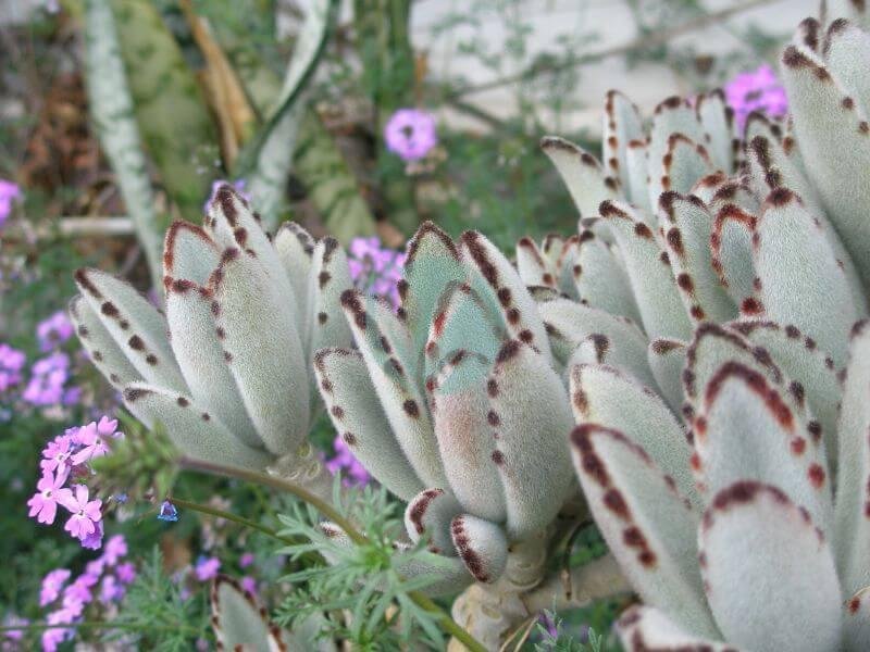 Kalanchoe_tomentosa_Panda_Plant_fabooj-3