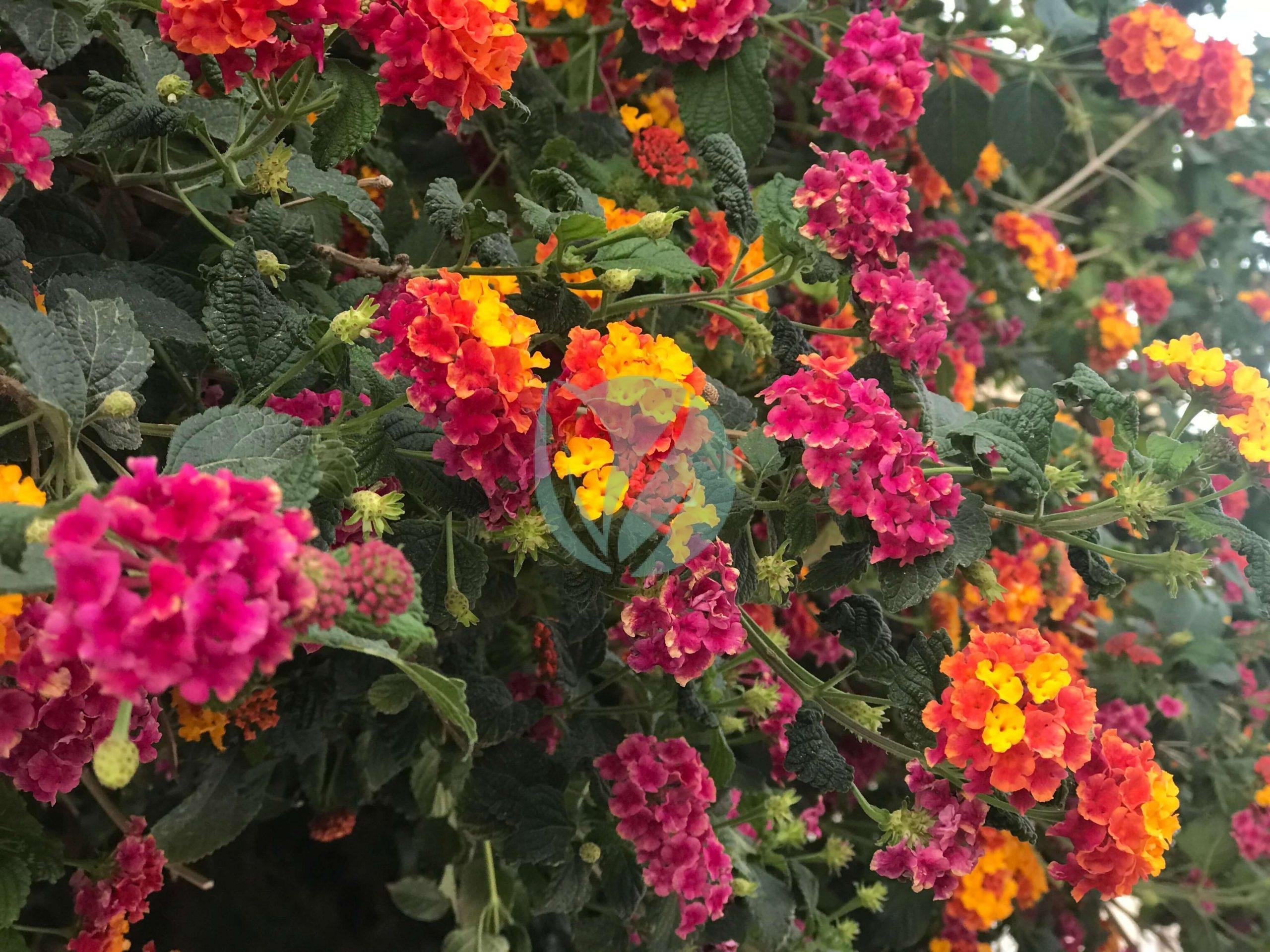 Lantana-Camara-scaled-1-1