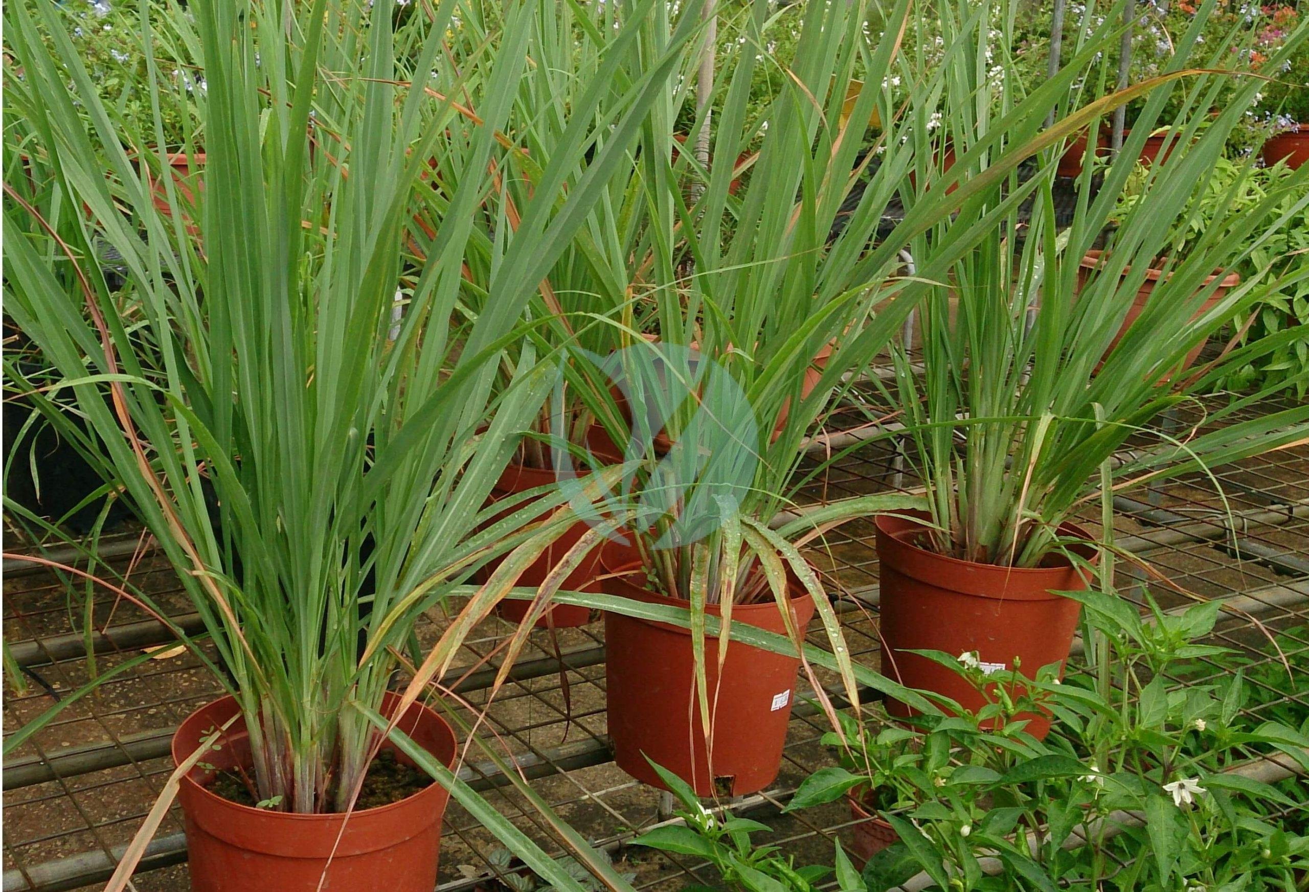 Lemon_Grass_2-scaled-1