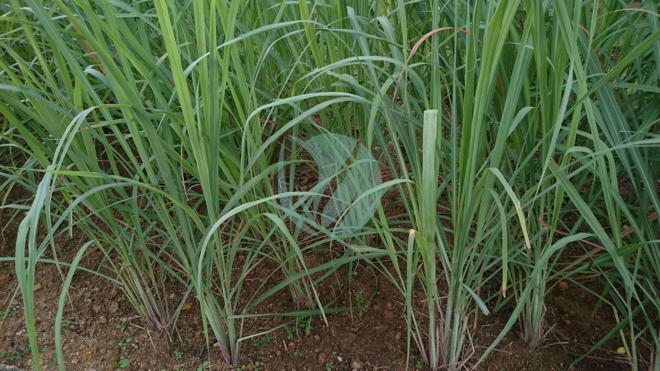 Lemongrass_Cymbopogon_citratus_1-scaled-1